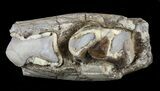 Hyracodon (Running Rhino) Jaw Section - South Dakota #60956-2